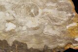 Polished, Jurassic Petrified Wood (Conifer) - Australia #41910-1